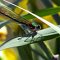 Peintre et naturaliste , Claude nous fait partager sa passion au travers d'un superbe regard...