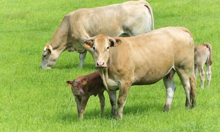 Troupeau vaches du pays basque 