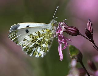 Papillon Aurore femelle 