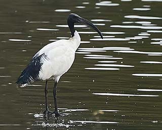 Ibis sacrés sur les bords de l'Odet