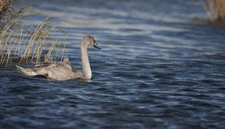  Jeune cygne à Plovan 