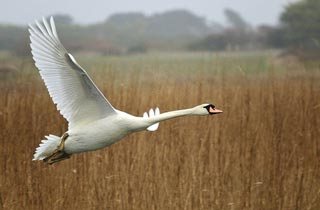 Cygne à Trunvel