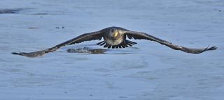 Grand cormoran 