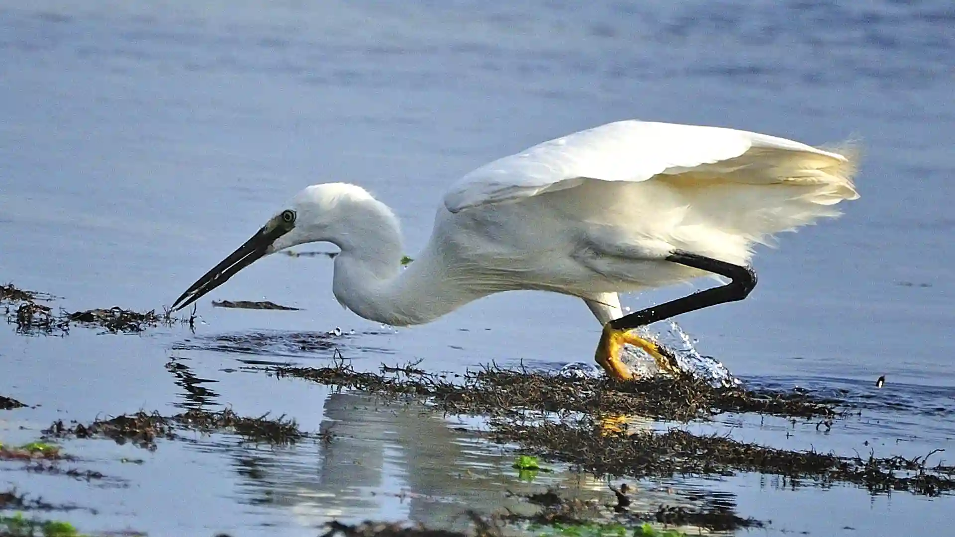 aigrette garzette