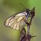 Le monde des insectes à travers l'objectif  d'un passionné..de superbes images