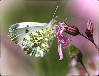 Papillon Aurore femelle  
