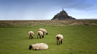 Mont Saint Michel - Les moutons de pré-salé